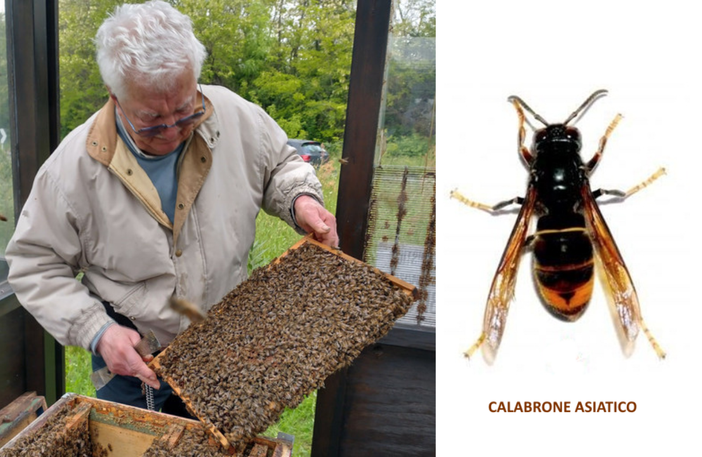 Calabrone asiatico: una nuova minaccia incombe sul miele Biellese.