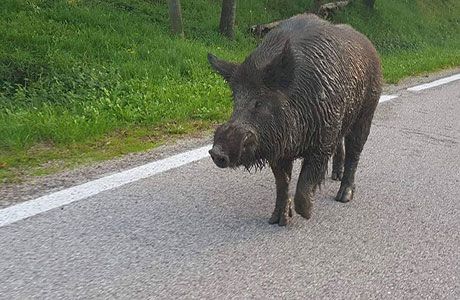 Un cinghiale per le strade del biellese
