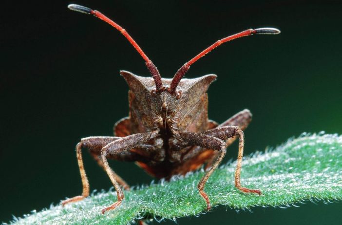 La "vespa samurai" contro la cimice asiatica