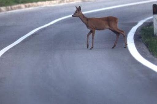 Foto di repertorio Foto di repertorio