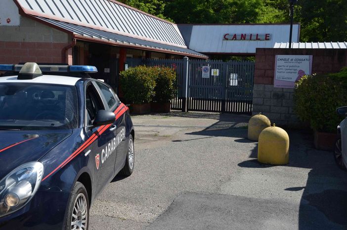 cossato cani cossato cani