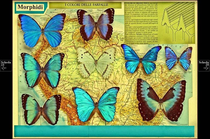 La collezione di coleotteri della Fondazione Tittoni apre al pubblico