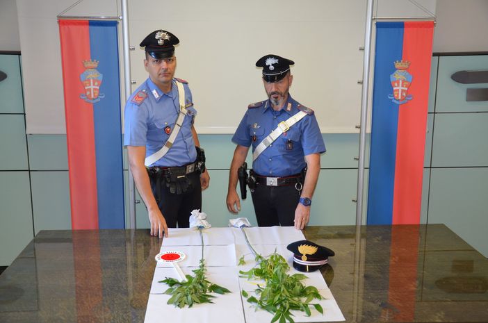 17enne produceva e deteneva sostanze stupefacenti, denunciato dai Carabinieri 17enne produceva e deteneva sostanze stupefacenti, denunciato dai Carabinieri
