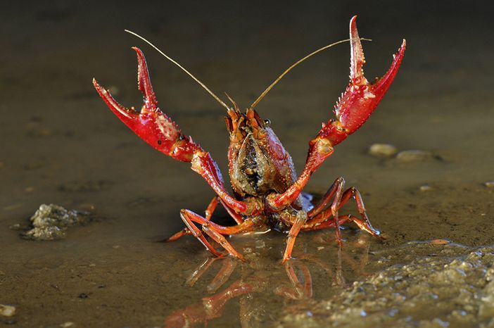 A Selvatica una serata sulle specie aliene che hanno conquistato l’Italia
