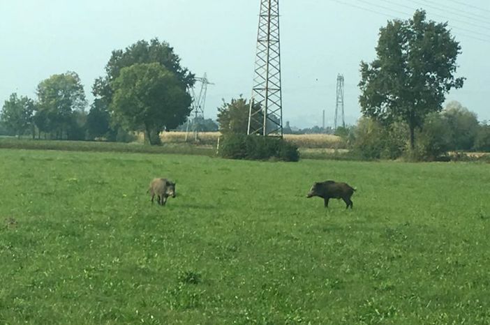 I due cinghiali di Gaglianico sono stati visti a Sandigliano