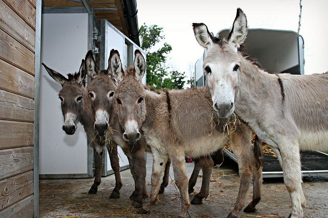 rifugio asinelli rifugio asinelli