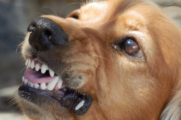 donne cani donne cani