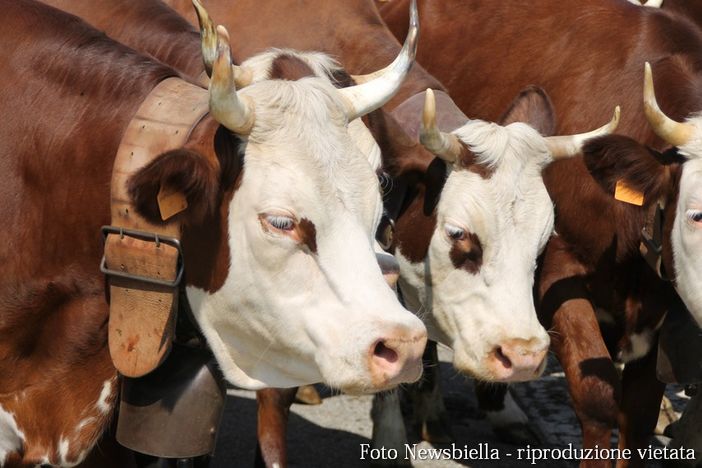 Un'altra mucca impazzita, questa volta a Zubiena
