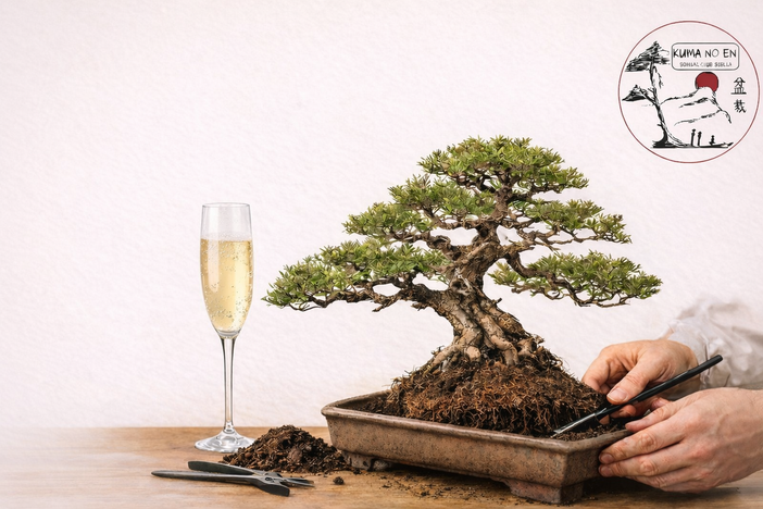 “L’ApeRinvaso”, a Biella una serata tra aperitivo e arte bonsai “L’ApeRinvaso”, a Biella una serata tra aperitivo e arte bonsai