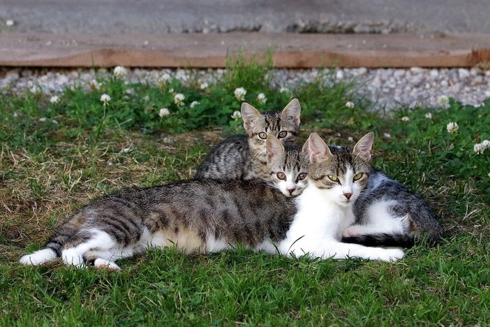 Colonie feline, accordo tra Lessona e l’associazione A.S.P.A. Animali Solo Per Amore ODV