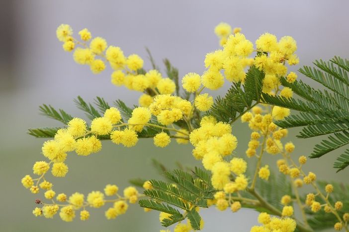 8 Marzo a Valdengo, al Polivalente un pranzo per onorare il valore delle donne