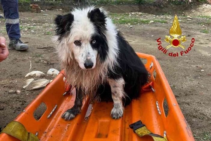 Dal Nord Ovest - Finisce nelle acque della roggia Molinara, salvato dai Vigili del Fuoco