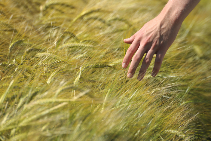 Grano, cresciute le importazioni del 28%: dati allarmanti per l'agricoltura piemontese