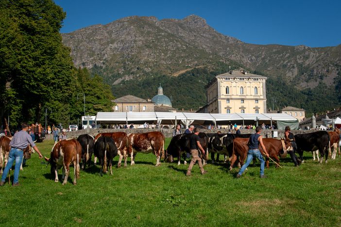 Obiettivo sabato al raduno zootecnico: la Pezzata Rossa di Oropa al prato delle Oche.