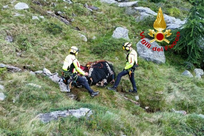 Bovino ferito in alpeggio, intervengono i Vigili del Fuoco con l'elicottero