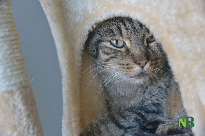 Un tè e un libro per aiutare i gatti di Miciolandia, VIDEO