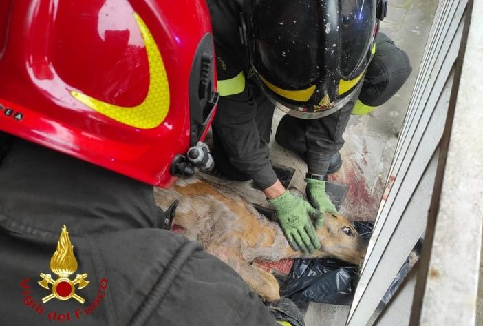 vigili fuoco vigili fuoco