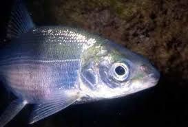 Salvaguardare la tradizione e l’itticoltura locale, autorizzata a Viverone la pesca di coregoni Salvaguardare la tradizione e l’itticoltura locale, autorizzata a Viverone la pesca di coregoni