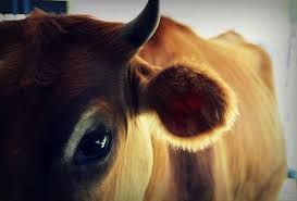 foto archivio foto archivio