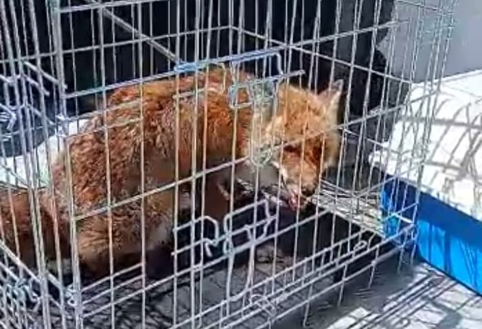 Sostegno. Volpe intrappolata in un sottotetto recuperata e rimessa in liberta