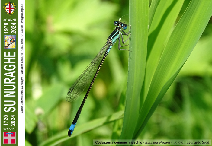 libellule calendario libellule calendario