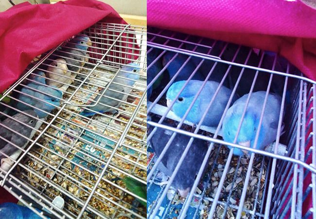 uccellini torino uccellini torino