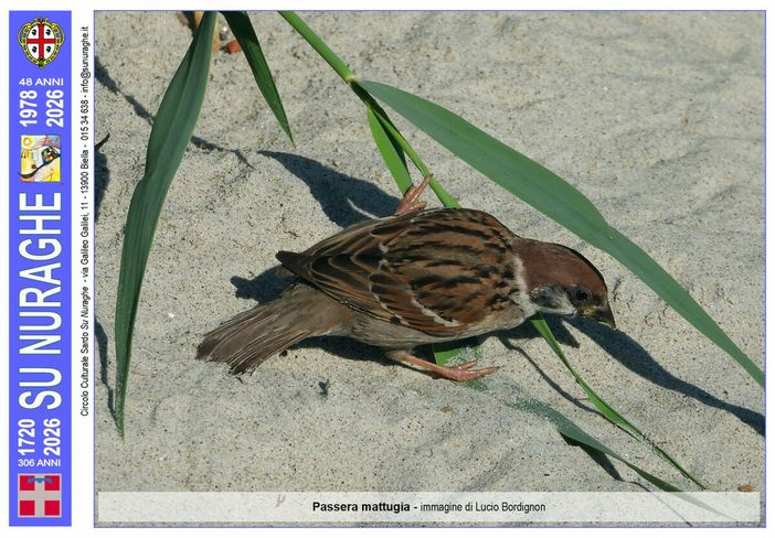 Passera mattugia, (immagine di Lucio Bordignon)