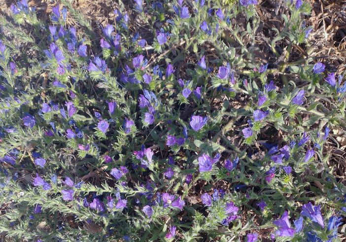 “Su matzone perdet su pilu ma non sas trassas”/ “La volpe perde il pelo ma non l’astuzia”