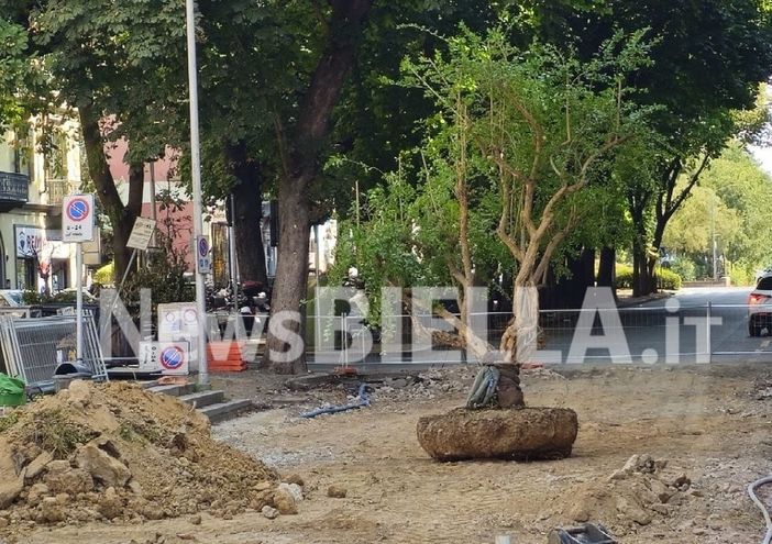 Biella, al via il trasferimento dei melograni: proteste e presidio alla Fons Vitae: “Difendiamo il verde pubblico” Biella, al via il trasferimento dei melograni: proteste e presidio alla Fons Vitae: “Difendiamo il verde pubblico”