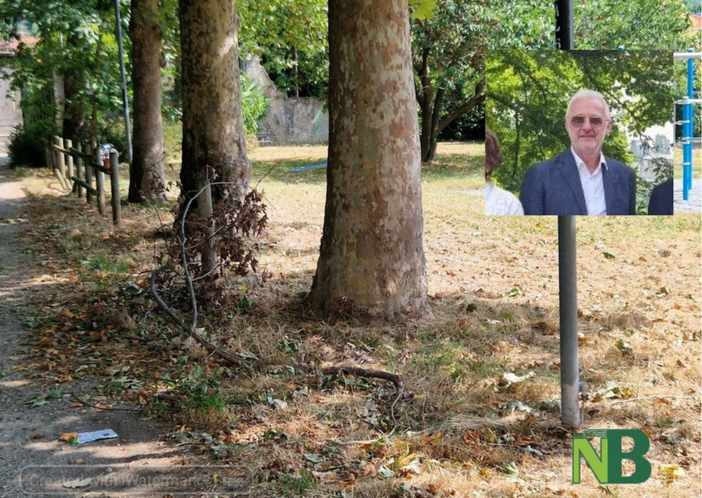 Biella, manutenzione del verde sotto accusa: l’assessore ai Lavori Pubblici Franceschini chiede verifiche e interventi urgenti