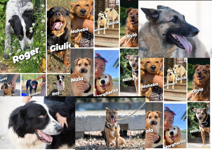 Silvia Tiani di Bulli e Pupe con la Coda ODV: "Non abbandonate gli animali, rispettateli"