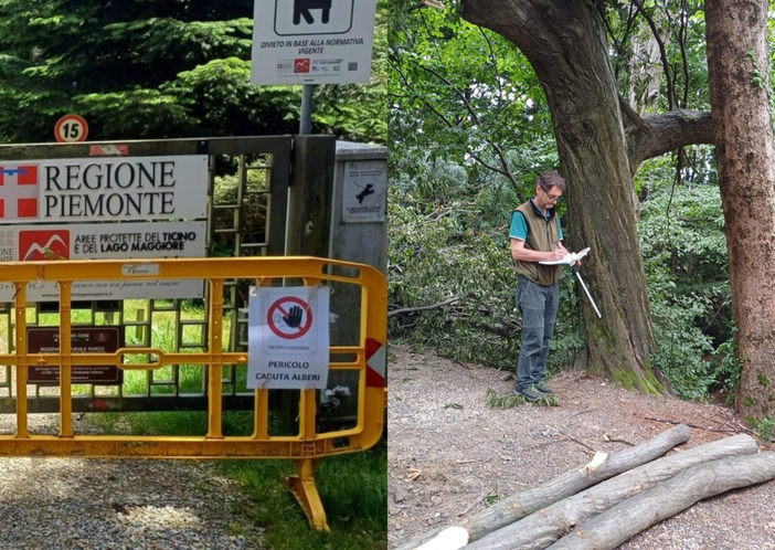 Burcina in ginocchio dopo la tromba d'aria. Oltre una ventina le piante che dovranno essere abbattute, foto Ente Parco Ticino Lago Maggiore Burcina in ginocchio dopo la tromba d'aria. Oltre una ventina le piante che dovranno essere abbattute, foto Ente Parco Ticino Lago Maggiore