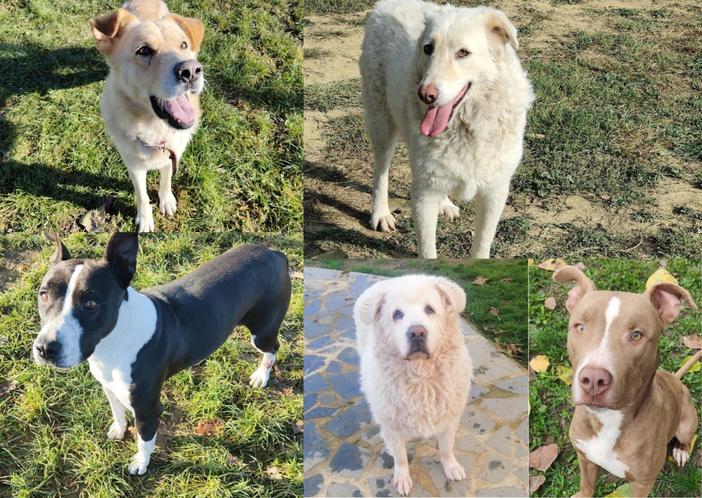 Le video-adozioni di NewsBiella.it: i pelosi de Il Pioppeto