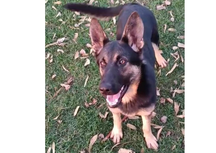 In rinforzo alla Polizia Locale di Biella arriva “Lana”, Moscarola: “Nome scelto come omaggio al territorio”