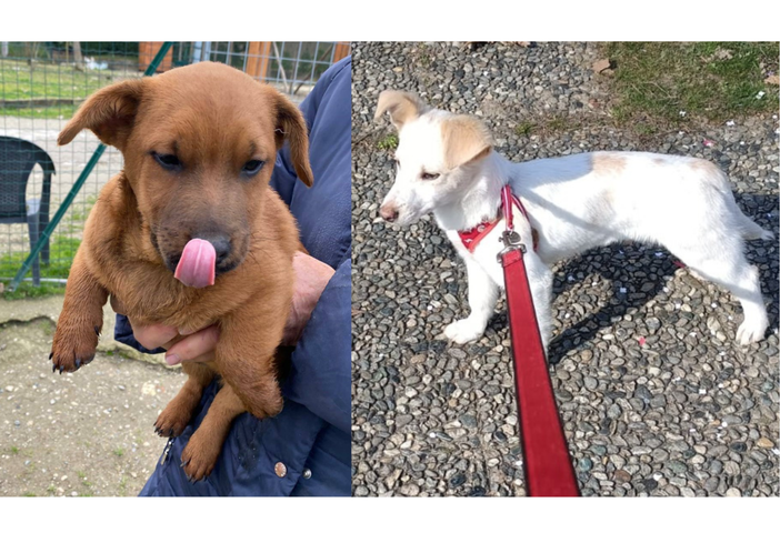 Mosè ha trovato casa! e il fratellino Giotto è rimasto solo..gli troviamo casa? e anche ad Alaska? FOTO e VIDEO Mosè ha trovato casa! e il fratellino Giotto è rimasto solo..gli troviamo casa? e anche ad Alaska? FOTO e VIDEO