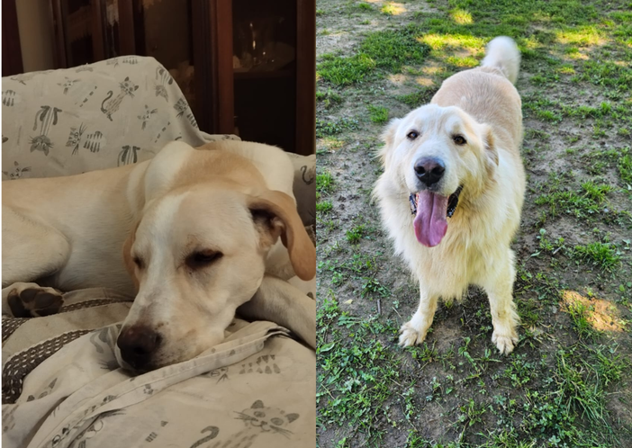 Thiago e Vladidmir dell'associazione Scodinzolando con Flò cercano casa