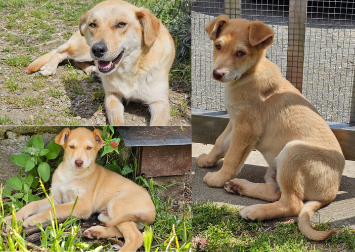 Bella, Spritx e Zagor dell'associazione Scodinzolando con Flò cercano casa