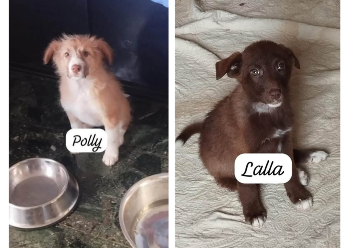 Polly e Lalla cercano casa....gliela troviamo?