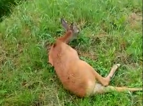 capriolo difficoltà