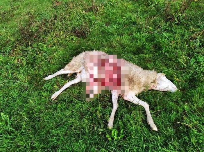 lupi regione lupi regione