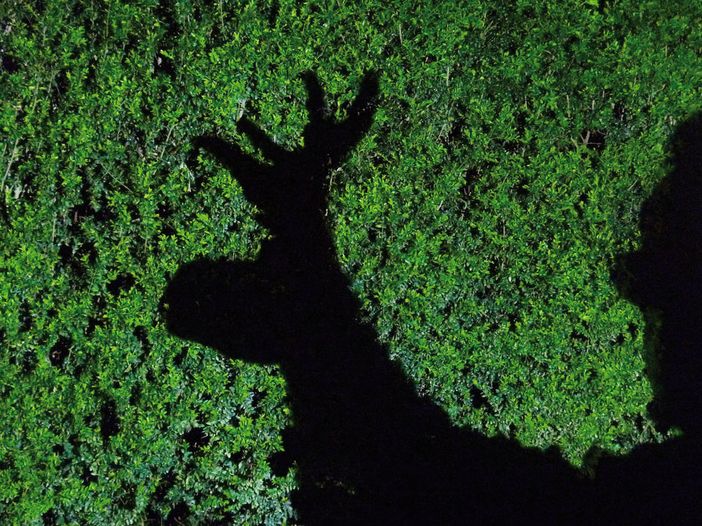 Ombre cinesi per l'ultimo appuntamento di DocBimbi Ombre cinesi per l'ultimo appuntamento di DocBimbi