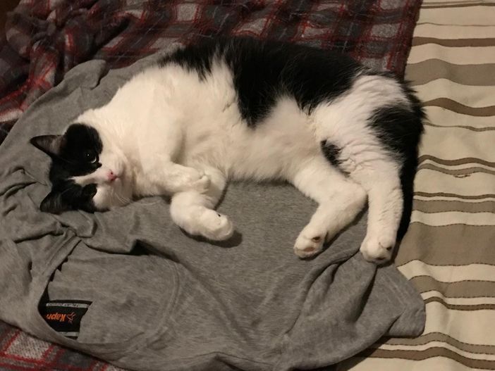 Richiesta di aiuto urgente per Bibi: servono donazioni per salvarlo. Richiesta di aiuto urgente per Bibi: servono donazioni per salvarlo.