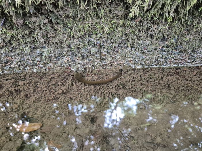 Biella, Gorgomoro e sanguisughe: miti da sfatare e curiosità naturali FOTO