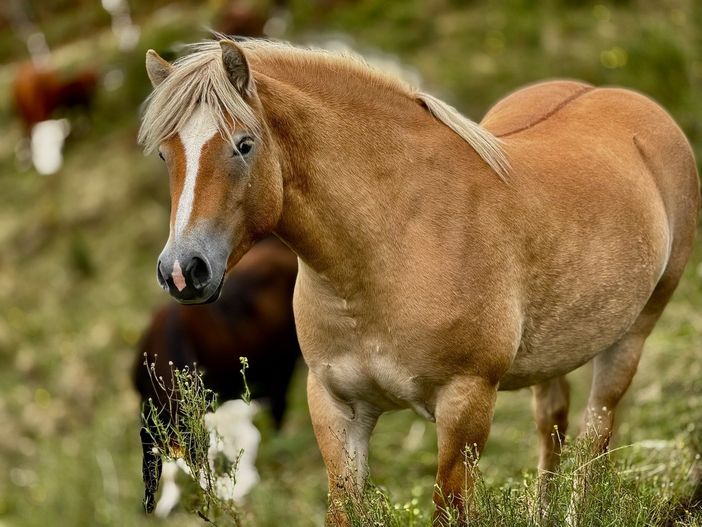 Il Biellese in e-bike, sui sentieri d'autunno: fra le sette fontane e la Galleria di Rosazza Il Biellese in e-bike, sui sentieri d'autunno: fra le sette fontane e la Galleria di Rosazza