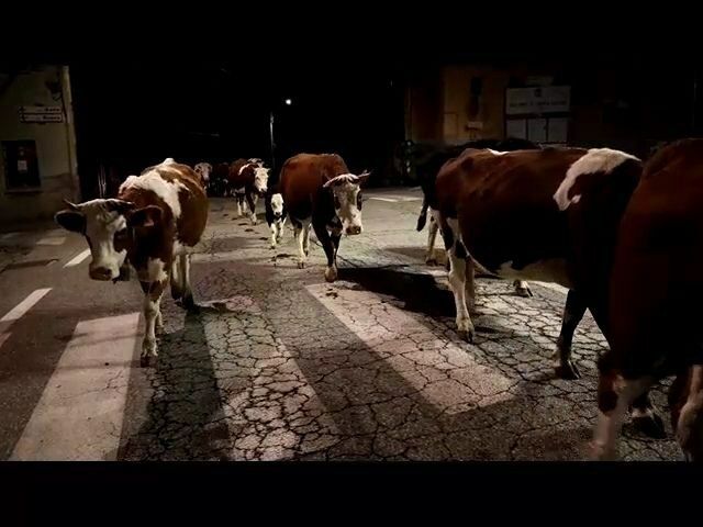 Transumanza in notturna a Casapinta: il suono dei campanacci nella notte del 26 ottobre - Video di Claudio Nicola