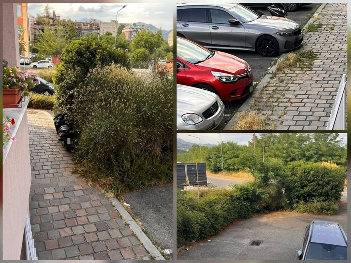 Biella, il verde invade gli spazi pubblici: “Uno dei tanti casi in città” Biella, il verde invade gli spazi pubblici: “Uno dei tanti casi in città”