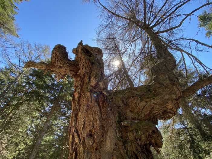 Il Nonno degli alberi valdostani: il monumento vivente ha 1000 anni. Il Nonno degli alberi valdostani: il monumento vivente ha 1000 anni.