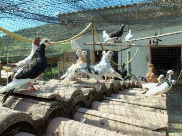 Abbandonati in un prato poco frequentato della Baraggia 16 colombi con ali spuntate. Salvati