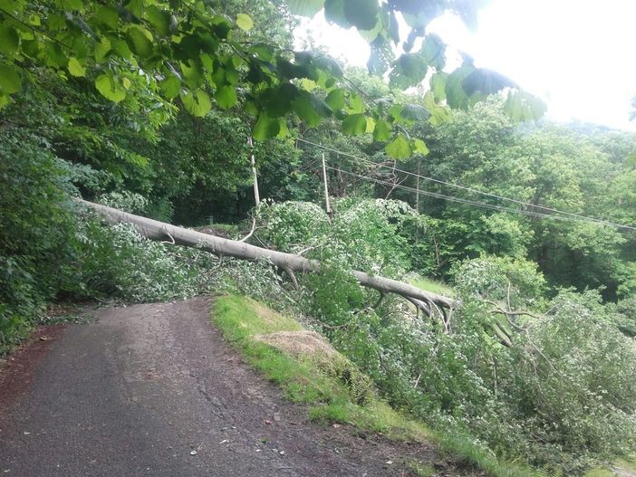 La pianta caduta sulla sede stradale La pianta caduta sulla sede stradale