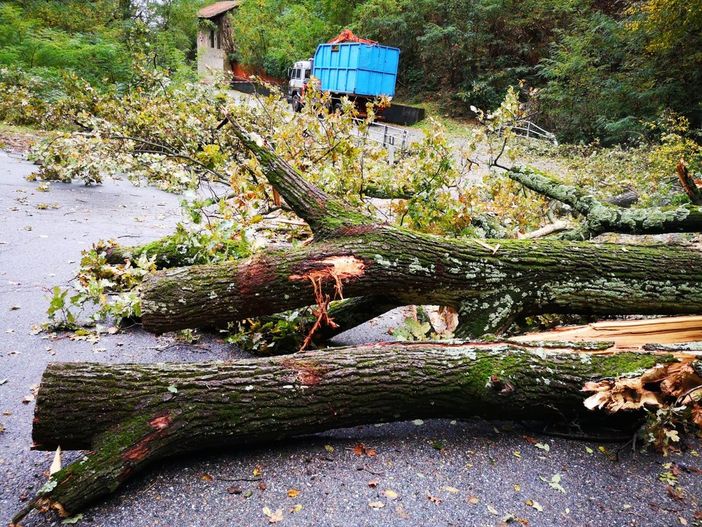 Mezzana: Alberi sulla provinciale, il sindaco fa rimuovere e ripristina viabilità Mezzana: Alberi sulla provinciale, il sindaco fa rimuovere e ripristina viabilità